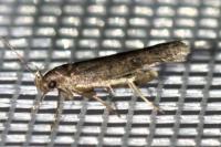 Oxypteryx unicolorella