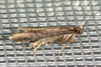 Oxypteryx unicolorella