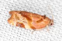 Ditula angustiorana