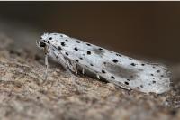 Yponomeuta irrorella