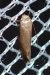 Elachista pigerella