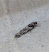 Recurvaria nanella