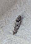 Recurvaria nanella