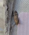 Pexicopia malvella