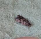 Borkhausenia
