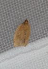 Clepsis consimilana