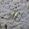 Phyllocnistis