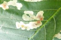 Cameraria ohridella