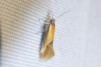 Batia lunaris