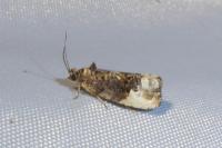 Hedya nubiferana
