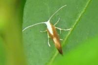 Argyresthia albistria