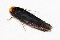 Cephimallota crassiflavella