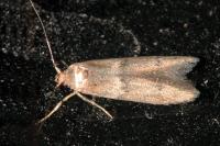 Blastobasis