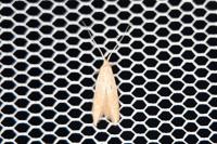 Coleophora
