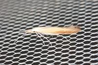 Coleophora