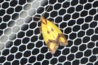 Agapeta zoegana