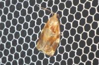 Archips xylosteana