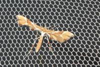 Cnaemidophorus rhododactylus