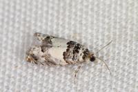 Epinotia thapsiana