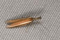 Pleurota aristella