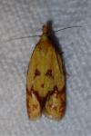 Agapeta hamana