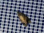 Ditula angustiorana
