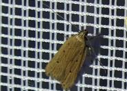 Acompsia antirrhinella/tripunctella