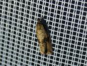 Celypha striana
