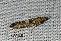 Digitivalva pulicariae