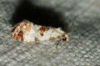 Neocochylis hybridella