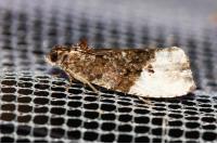 Hedya nubiferana