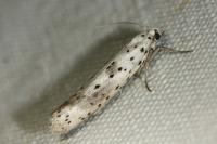 Yponomeuta irrorella