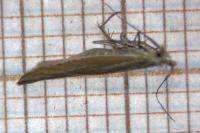 Coleophora oriolella
