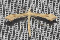 Gillmeria ochrodactyla