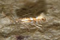 Phyllonorycter