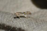 Phyllonorycter