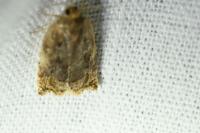 Archips xylosteana