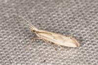 Plutella porrectella