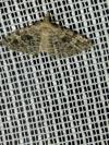 Alucita hexadactyla