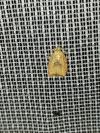 Acleris forsskaleana