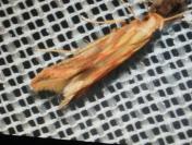Metzneria aprilella