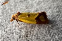 Agapeta zoegana