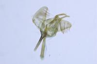 Swammerdamia pyrella