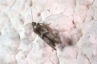 Blastobasis phycidella