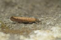 Ypsolopha ustella