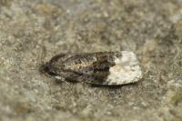 Apotomis betuletana
