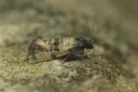 Cochylichroa atricapitana