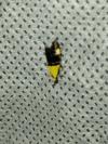 Oecophora bractella