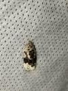 Apotomis turbidana