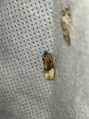 Hedya nubiferana